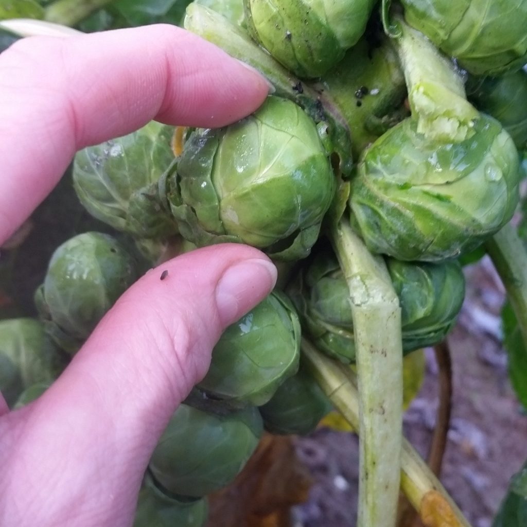 Gardening journalist Alice Whitehead harvests sprouts from her allotment in Northampton